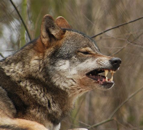 Wolf Yawns, Shows Impressive Canine Teeth -- Animal Photos!