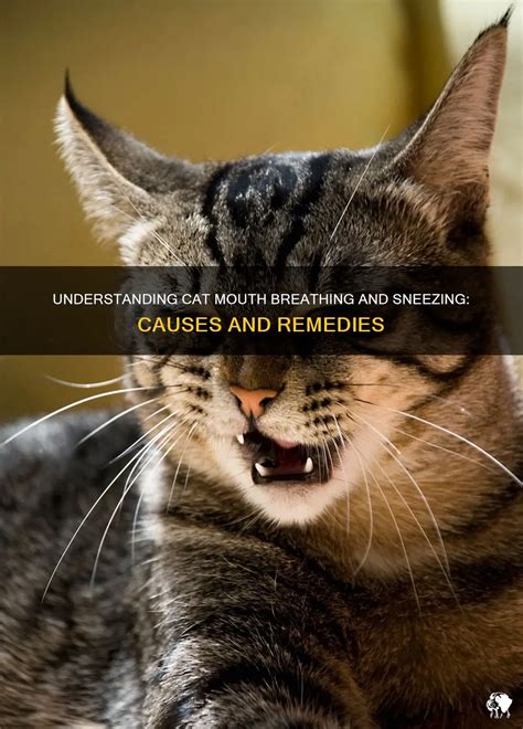 Understanding Cat Mouth Breathing And Sneezing: Causes And Remedies ...