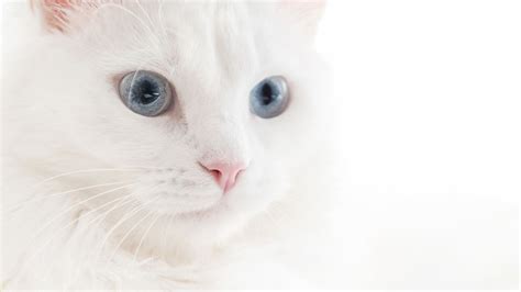 Mito o verdad: ¿Todos los gatos blancos con ojos azules son sordos?