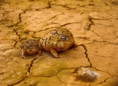 The Desert Rain Frog: this Smallest and Cutest Creature Squeaks Like a ...