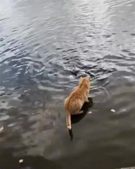 Cat fishing | Funny animals, Cute cats, Cute animals