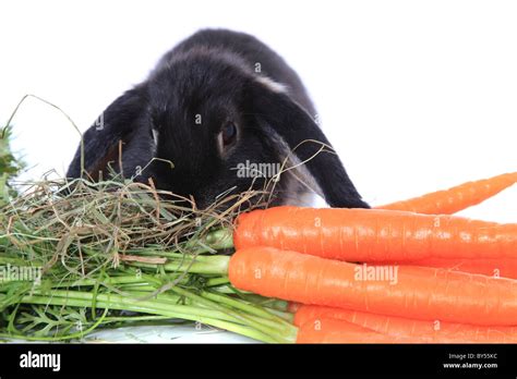 Cute little bunny eating fresh carrots. All on white background Stock ...