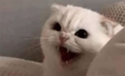 Angry Cat Triggered Hissing Camera Shake GIF | GIFDB.com