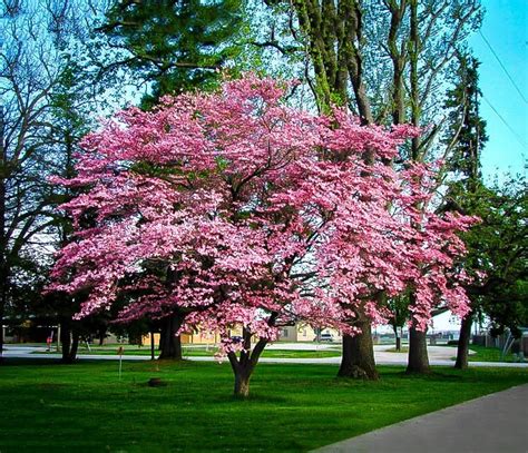 Pink Dogwood | The Tree Center™