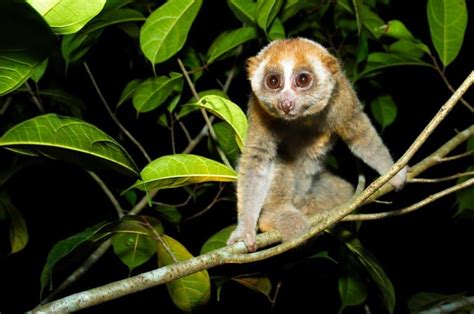 11 Surprising Slow Loris Facts - Fact Animal