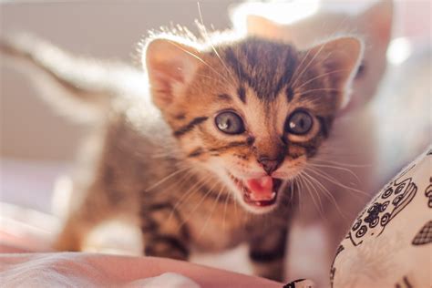 Top 7 Tips On How To Soothe A Crying Kitten