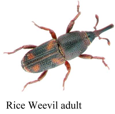 Rice-Weevil-adult - Magic Plant