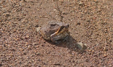 Real Monstrosities: Bushveld Rain Frog