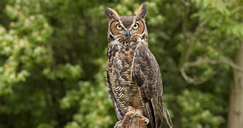 Great Horned Owl Calls, Hoots, Sounds (w/ AUDIO clips) - Bird Watching HQ