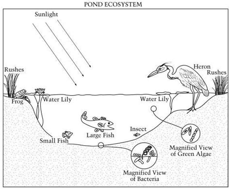 Pond Easy Simple Ecosystem Drawing - bmp-bmpkle