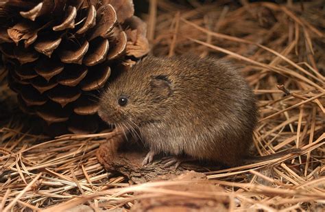 Meadow Vole - Coniferous Forest