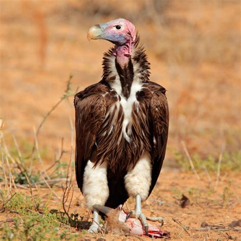 Lappet-Faced Vulture | Desert Animals