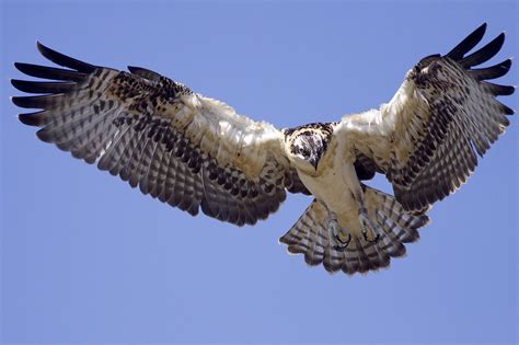 Osprey Landing | Smithsonian Photo Contest | Smithsonian Magazine