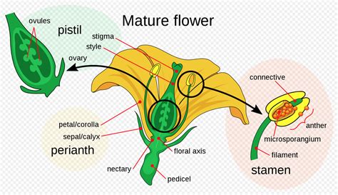 Angiosperm - The Daily Garden