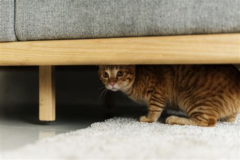 Cat Behavior 101: Is Cat Hiding Something to Worry About? | Heart + Paw