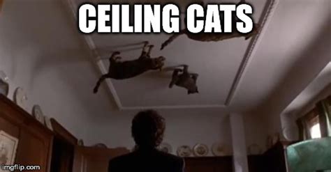 Ceiling Cat Meme Generator | Shelly Lighting