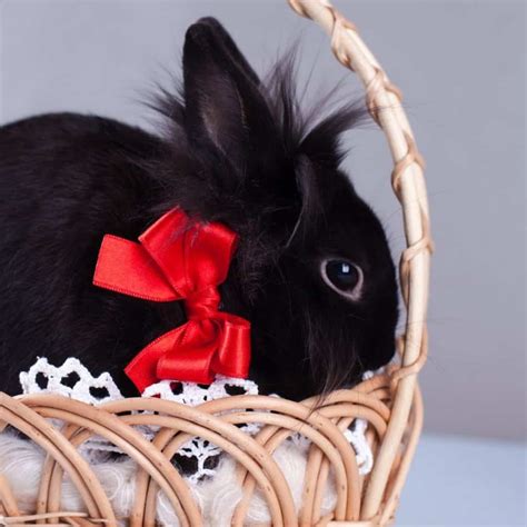 Names For Black Rabbits - 436 Black Bunny Names.