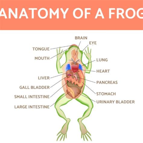 Frog Digestive System Dissection | The Best Porn Website