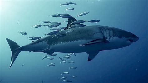 Study finds fish rubbing up against their predators — sharks