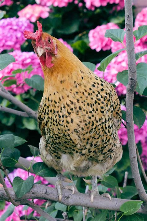 Sicilian Buttercup: Eggs, Temperament, Size and Raising Tips