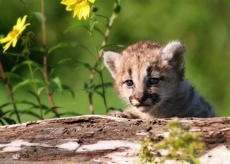 Mountain Lion Kittens Discovered in Simi Hills - MyNewsLA.com