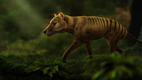 The Thylacine: An Exemplary Candidate for De-Extinction