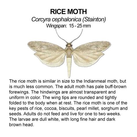 Rice moth - Alchetron, The Free Social Encyclopedia