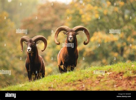 Mouflon (Ovis musimon, Ovis gmelini musimon, Ovis orientalis musimon ...