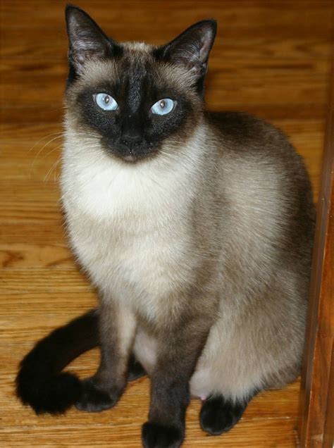 Siamese cats | Cute Cats