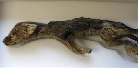 More than 160 thylacine specimens lie in museum collections in the UK ...