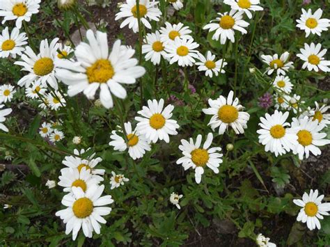 Ox-eye daisy, Simple Beauty with Edible Leaves and Flowers - Eat The Planet