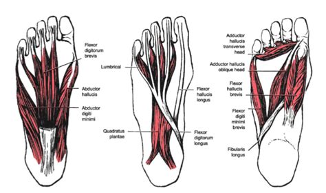 Extrinsic foot muscles - lasopaindex