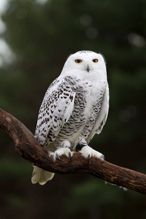 Ann Brokelman Photography: Harris Hawk, Snowy Owl - Captive Birds Course