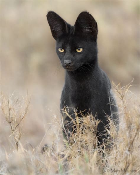 Manja, The Rare Melanistic Serval Cat Roams The Serengeti In Tanzania ...