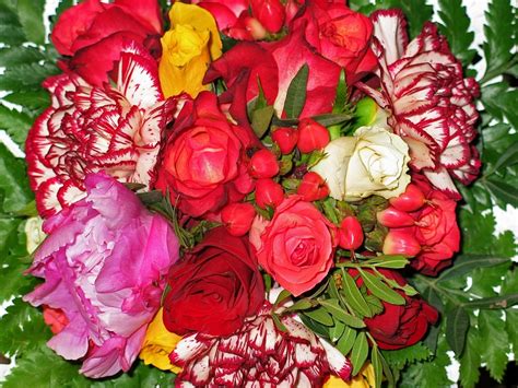 color, floristry, love, freshness, close-up, nature, mothers day ...