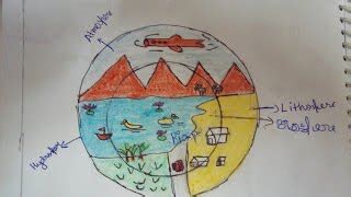 Drawing Simple Pond Ecosystem Diagram - dekalog-uczuc