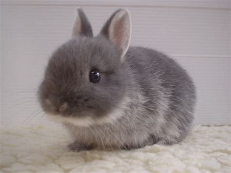 The Greatest Blog Alive: Fluffy Bunnies!!