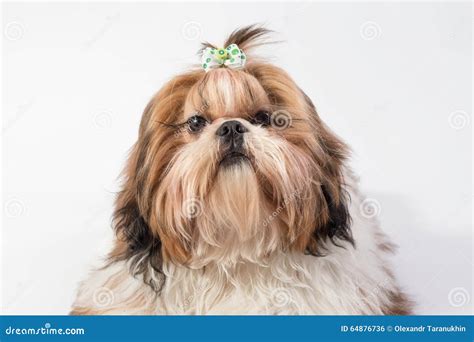 Little Fluffy Shih-tzu Dog Portrait Stock Photo - Image of hand, hair ...