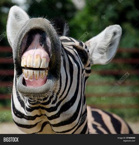 Funny Zebra Smile Image & Photo (Free Trial) | Bigstock