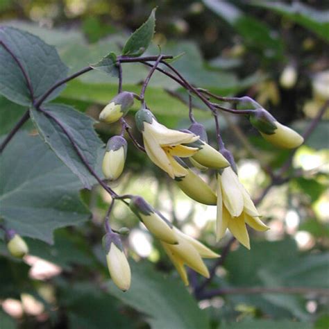 KIRENGESHOMA PALMATA - Houtmeyers Plantencentrum en Boomkwekerij Laakdal