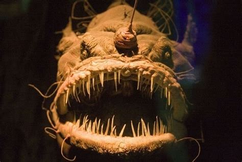 Humpback Anglerfish Facts, Habitat, Diet, Life Cycle, Pictures