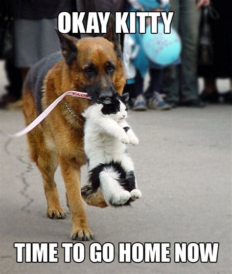 15+ Funny Cat and Dog Pics With Captions – EntertainmentMesh