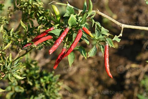 Green organic chili pepper on young plant at farm field, Harvest ...