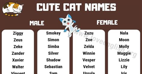 Cat Names: Top 160+ Most Popular and Cute Kitten Names - Love English