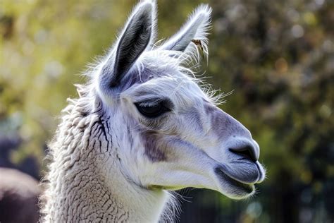 Lama portrait animal mammal. | Free Photo - rawpixel