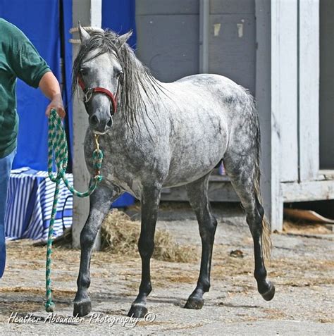 Caspian horse - Alchetron, The Free Social Encyclopedia