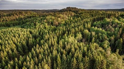 Sweden - Forests and Forestry - Boreal Forest