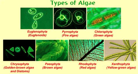 Algae : Definition, Classification and Types - Javatpoint