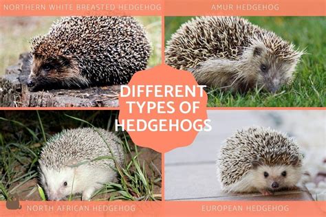 Hedgehog Breeds