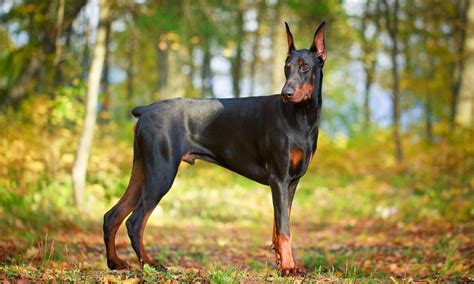 Doberman Pinscher: Characteristics, Care & Photos | BeChewy